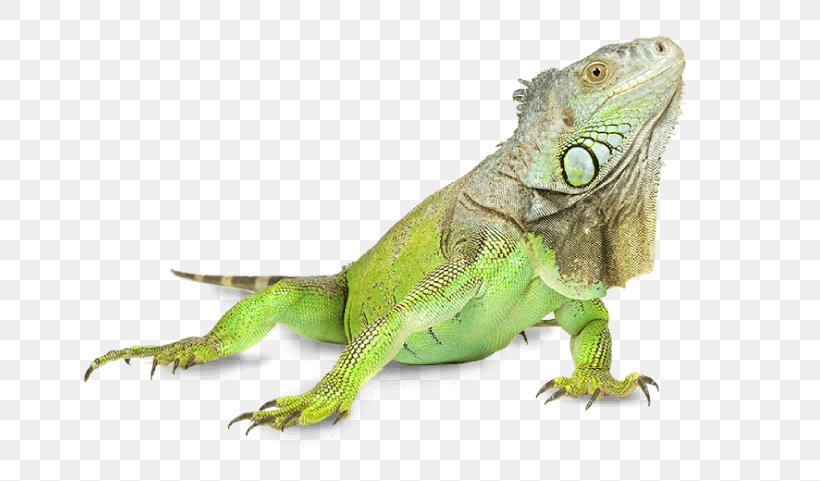 Lizard Iguana Signs & Concepts PTY LTD Green Iguana Pet Dog, PNG, 739x481px, Lizard, Agamidae, Animal, Anoles, Common House Gecko Download Free