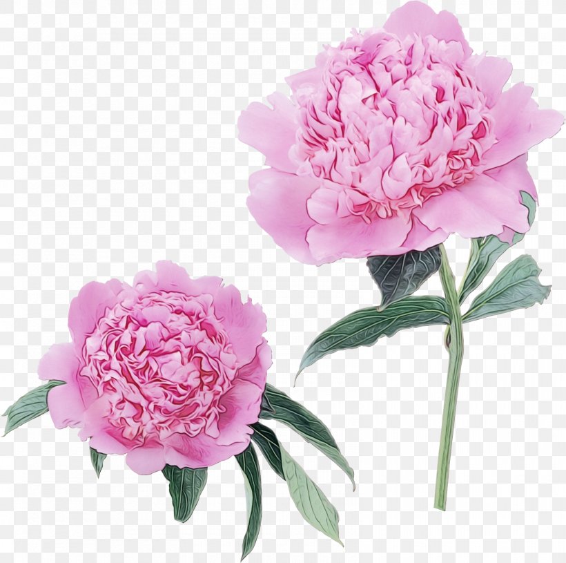 Peony Cabbage Rose Image Garden Roses, PNG, 1600x1591px, 1000000, Peony, Cabbage Rose, Carnation, Chinese Peony Download Free