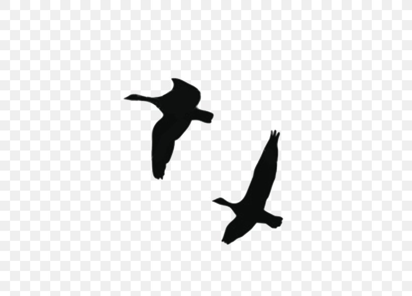 Duck Goose Vector Graphics Silhouette Bird, PNG, 600x590px, Duck, Beak, Bird, Bird Migration, Canada Goose Download Free