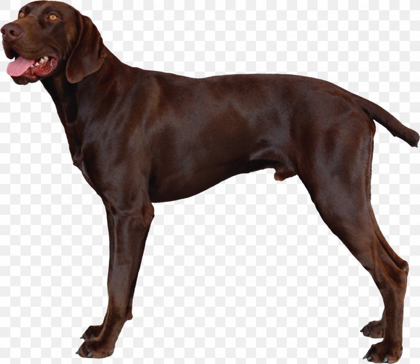 German Shorthaired Pointer Vizsla Hunting Dog Puppy, PNG, 2294x1993px, German Shorthaired Pointer, Bird Dog, Breed, Carnivoran, Dog Download Free