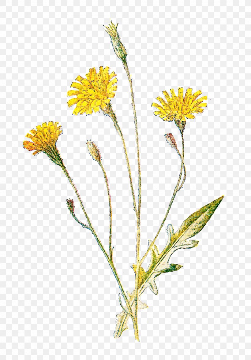 Wildflowers Of North America: A Guide To Field Identification Clip Art, PNG, 1114x1600px, Wildflower, Art, Blog, Calendula, Chamaemelum Nobile Download Free