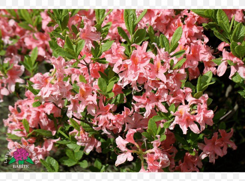 Azalea, PNG, 1000x740px, Azalea, Flower, Flowering Plant, Plant, Rhododendron Download Free