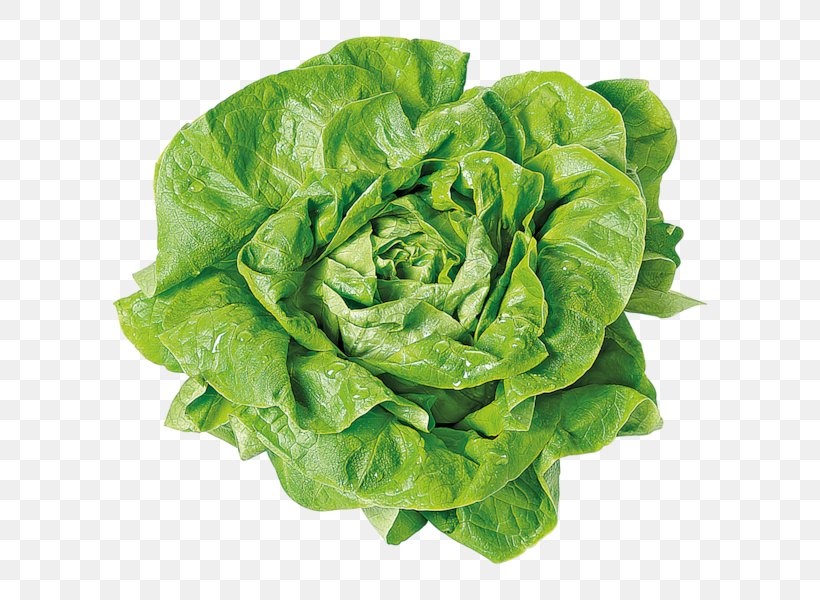 Butterhead Lettuce Romaine Lettuce Vegetable Food REWE, PNG, 600x600px, Butterhead Lettuce, Cabbage, Cabbage Soup Diet, Capitata Group, Chard Download Free