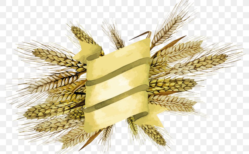 Emmer Cereal Broom-corn Millet, PNG, 800x509px, Emmer, Barley, Broomcorn, Cereal, Commodity Download Free