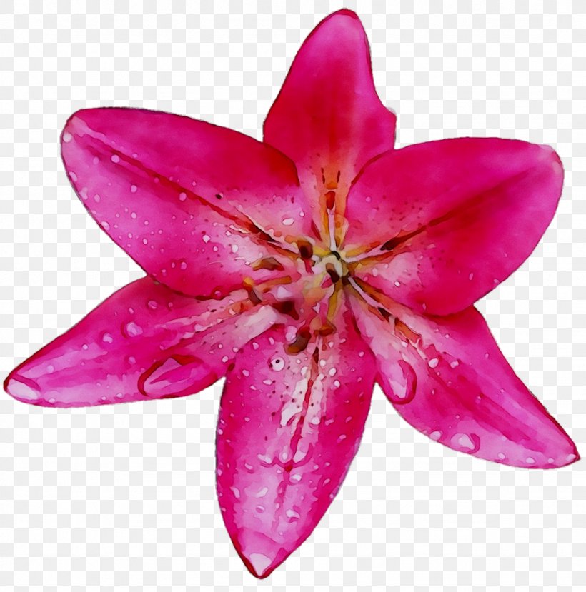 Pink M Lily M, PNG, 1024x1036px, Pink M, Flower, Flowering Plant, Herbaceous Plant, Lily M Download Free