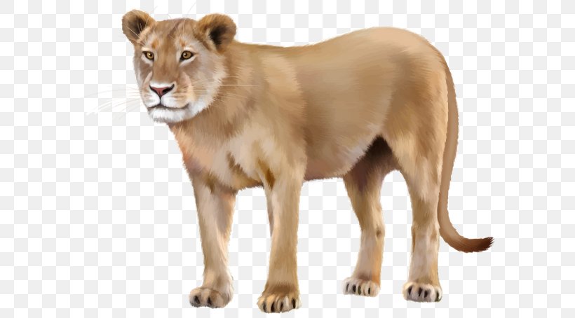 Stock Photography Asiatic Lion Clip Art, PNG, 600x454px, Photography, Asiatic Lion, Bengal Tiger, Big Cats, Carnivoran Download Free