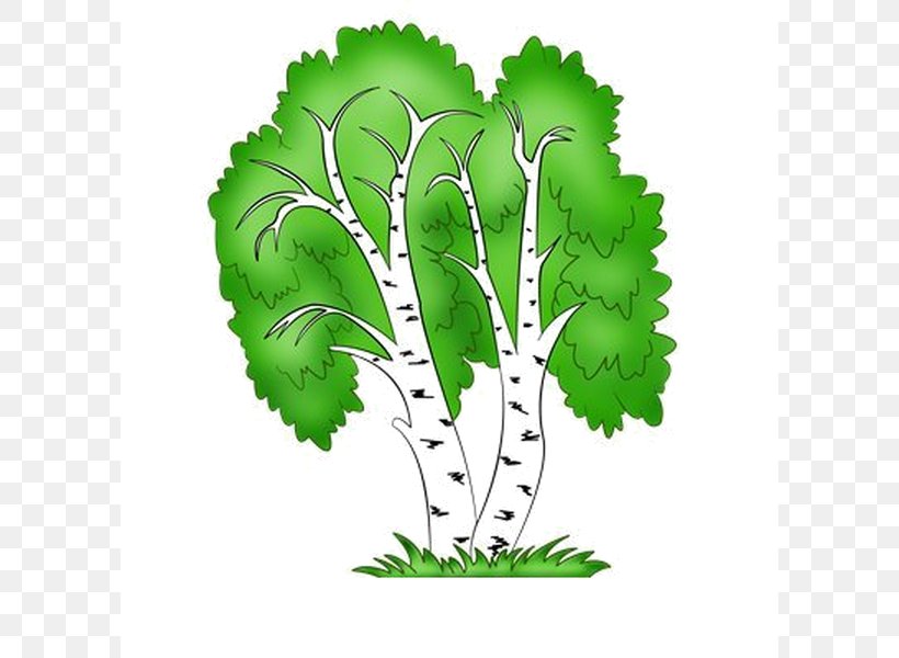 Tree Clip Art Branch Plants, PNG, 600x600px, Tree, Aspen, Birch, Branch, Drawing Download Free