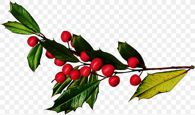 Christmas Holly Ilex Holly, PNG, 1300x766px, Christmas Holly, American Holly, Arctostaphylos, Arctostaphylos Uvaursi, Berry Download Free