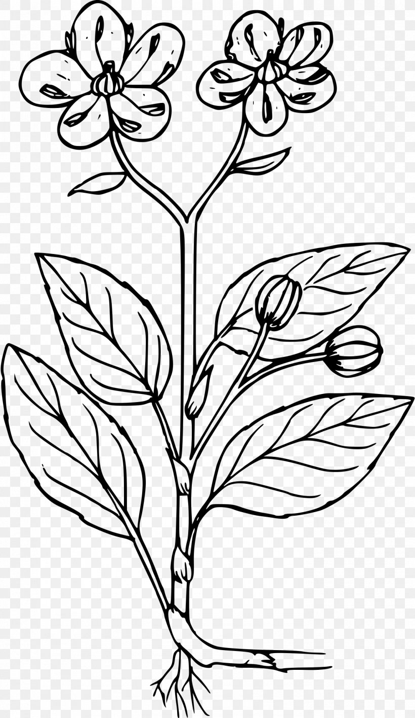 Coloring Book Plant Chimaphila Menziesii Line Art, PNG, 1389x2400px ...