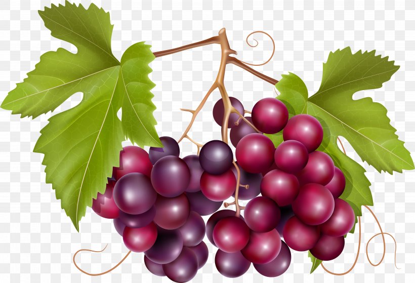 Common Grape Vine Vector Graphics Wine Grape Leaves, PNG, 3999x2730px, Common Grape Vine, Berry, Cherry, Cranberry, Currant Download Free