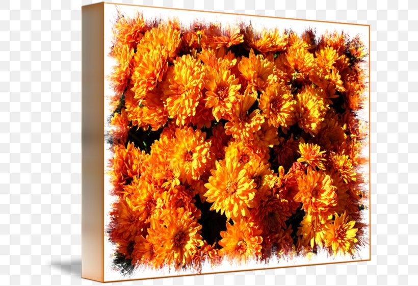 Cut Flowers Chrysanthemum Pot Marigold Daisy Family, PNG, 650x561px, Flower, Calendula, Chrysanthemum, Chrysanths, Common Daisy Download Free