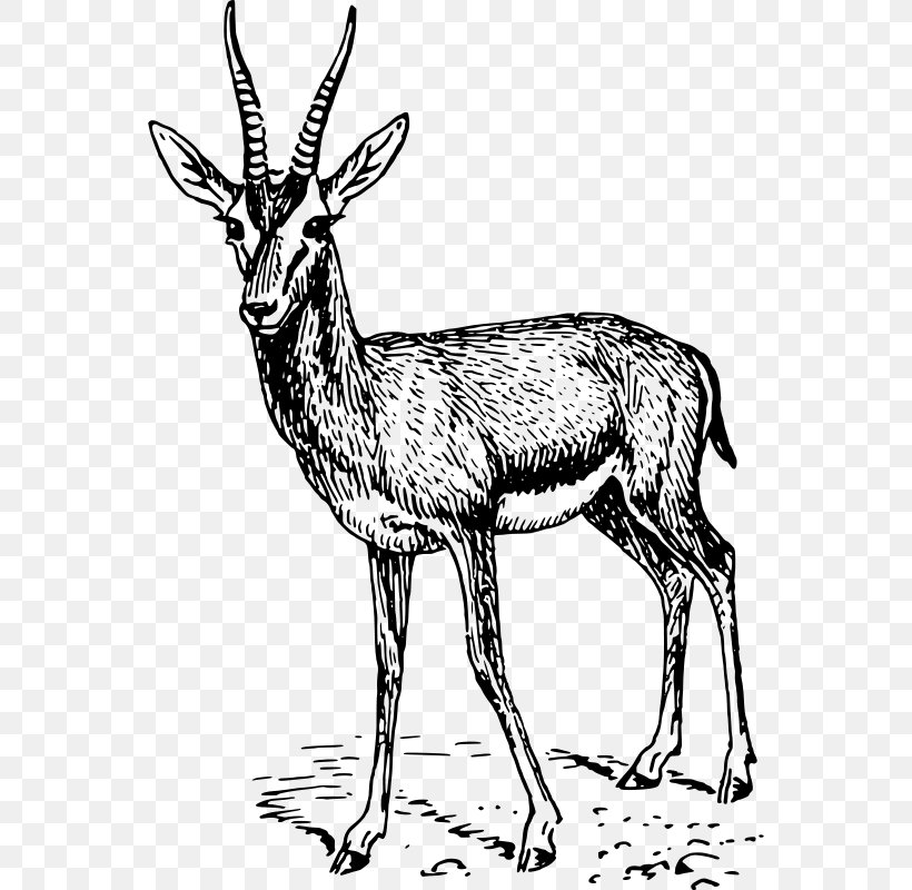 Gazelle Springbok Clip Art, PNG, 554x800px, Gazelle, Antelope, Antler, Black And White, Cow Goat Family Download Free
