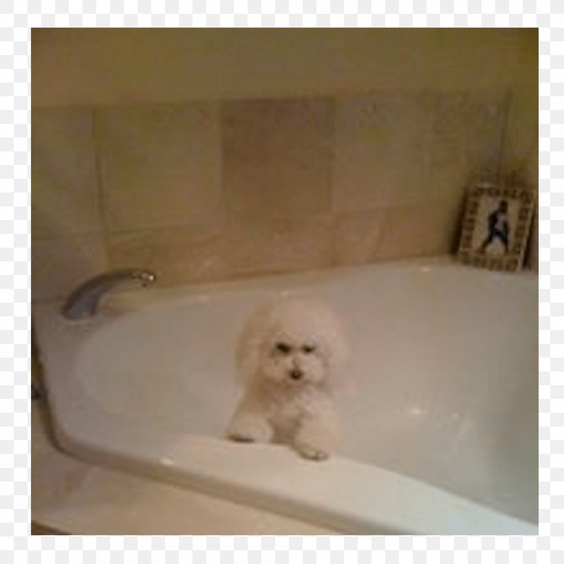 79+ Maltese Bichon Frise Dog