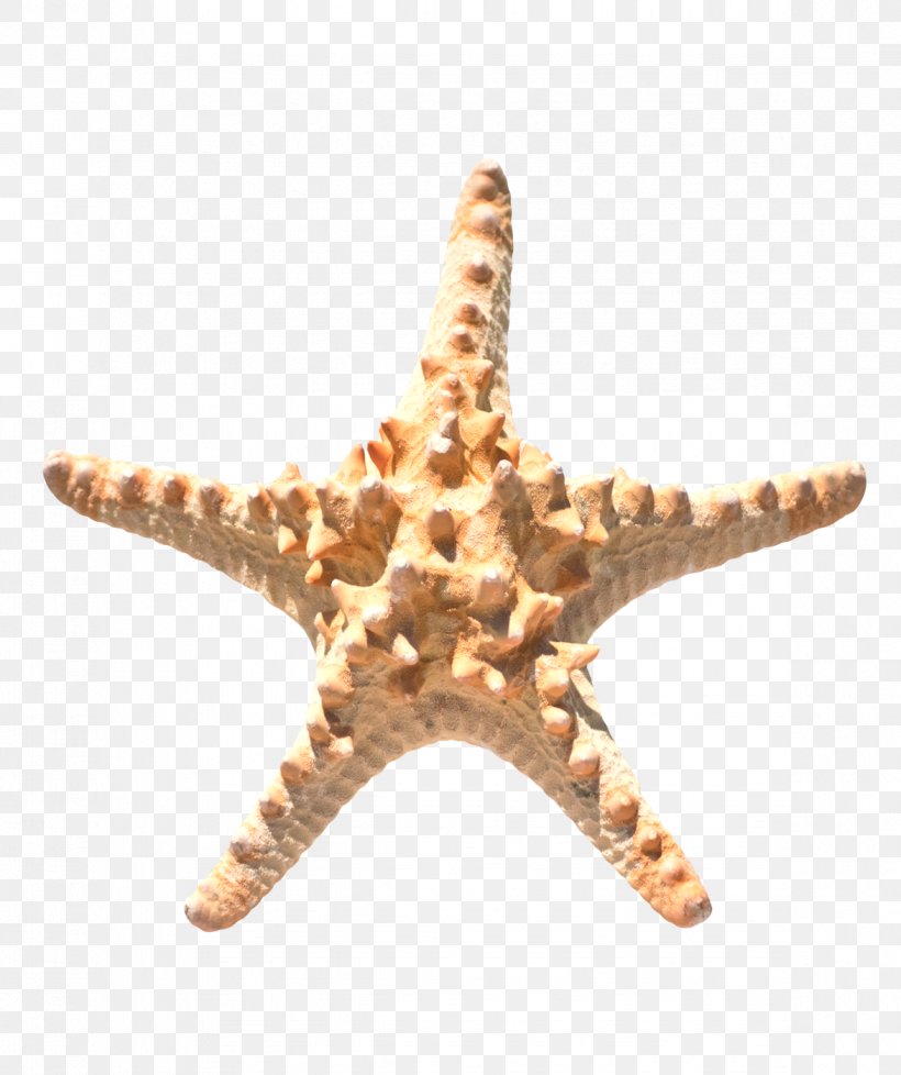 Starfish Brown Echinoderm, PNG, 1173x1400px, Starfish, Brown, Echinoderm, Google Images, Gratis Download Free