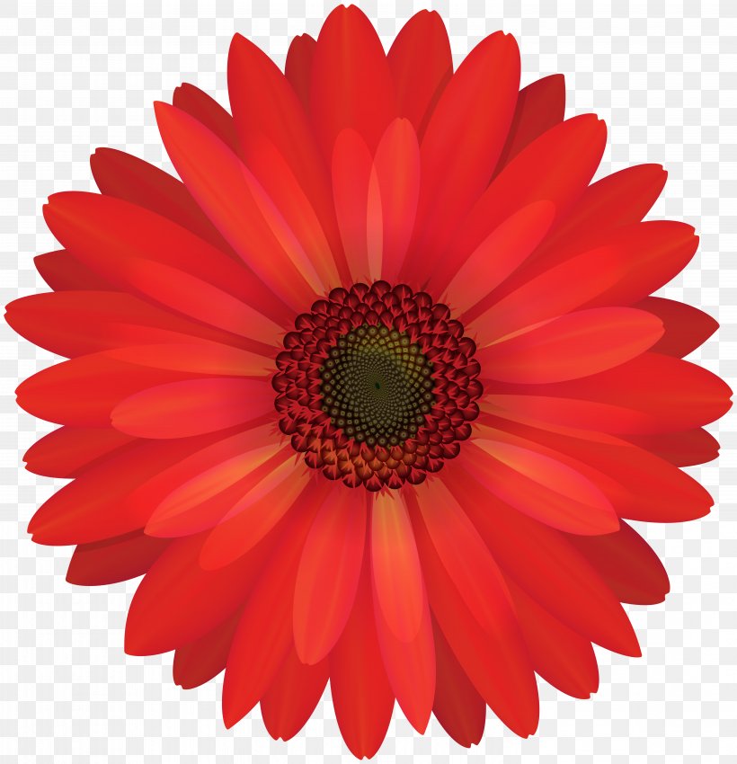 Transvaal Daisy Common Daisy Clip Art, PNG, 5786x6000px, Transvaal Daisy, Chrysanthemum, Close Up, Common Daisy, Cut Flowers Download Free