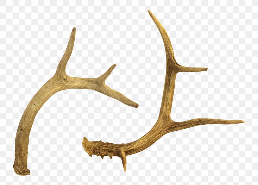 Antler White-tailed Deer Reindeer Horn, PNG, 2088x1501px, Antler, Art, Deer, Fashion, Figurine Download Free