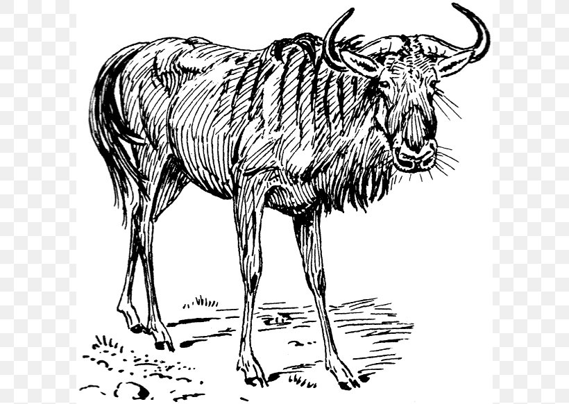 Blue Wildebeest Clip Art, PNG, 600x582px, Blue Wildebeest, Antelope, Art, Black And White, Carnivoran Download Free