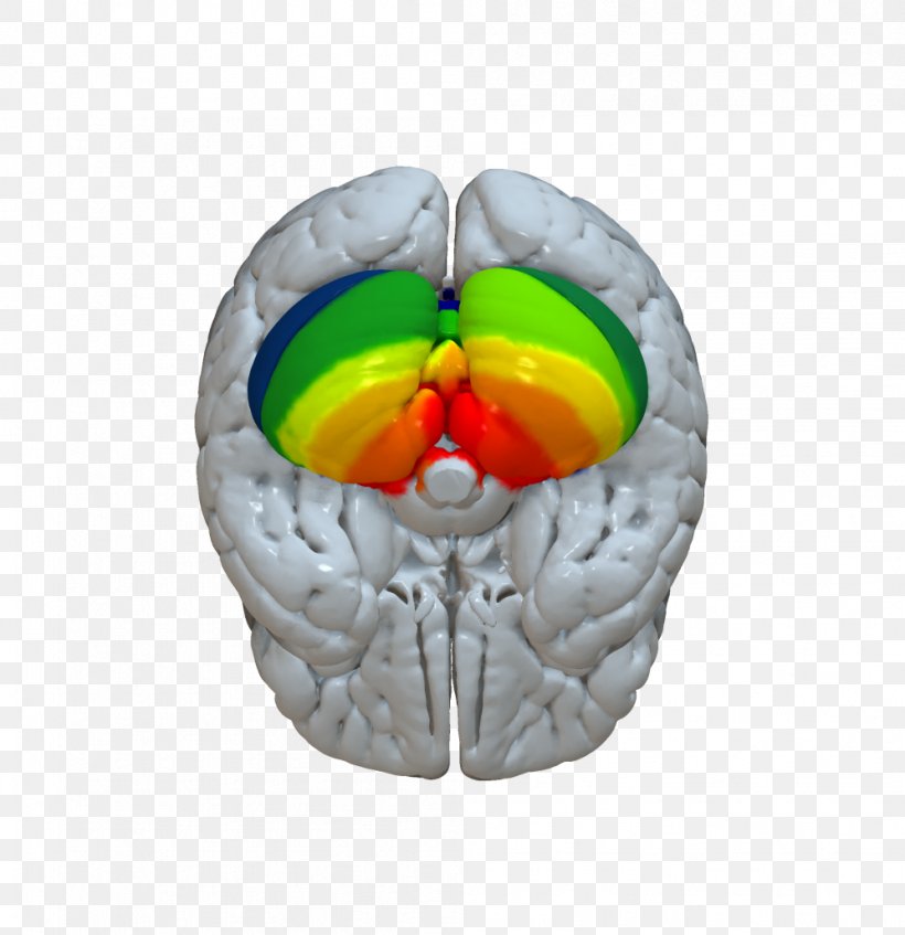Brain Cerebellum Cerebral Cortex Connectome, PNG, 997x1030px, Watercolor, Cartoon, Flower, Frame, Heart Download Free