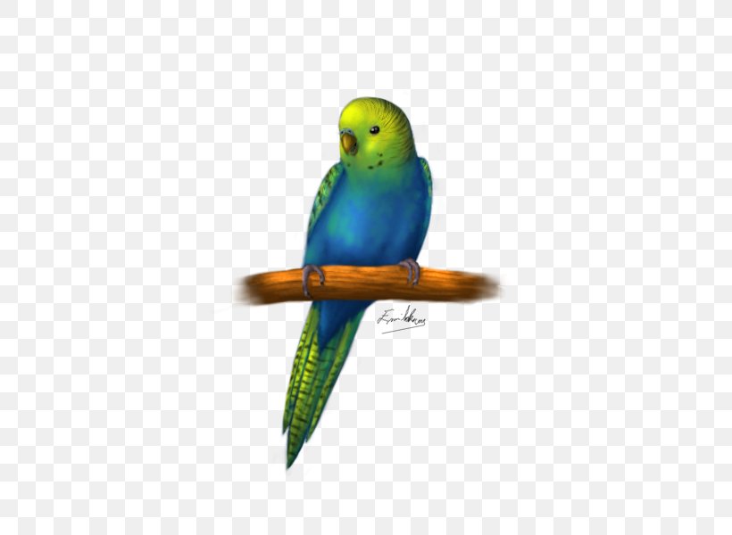 Budgerigar Parakeet Cockatiel Bird Macaw, PNG, 500x600px, Budgerigar, Beak, Bird, Cockatiel, Color Download Free