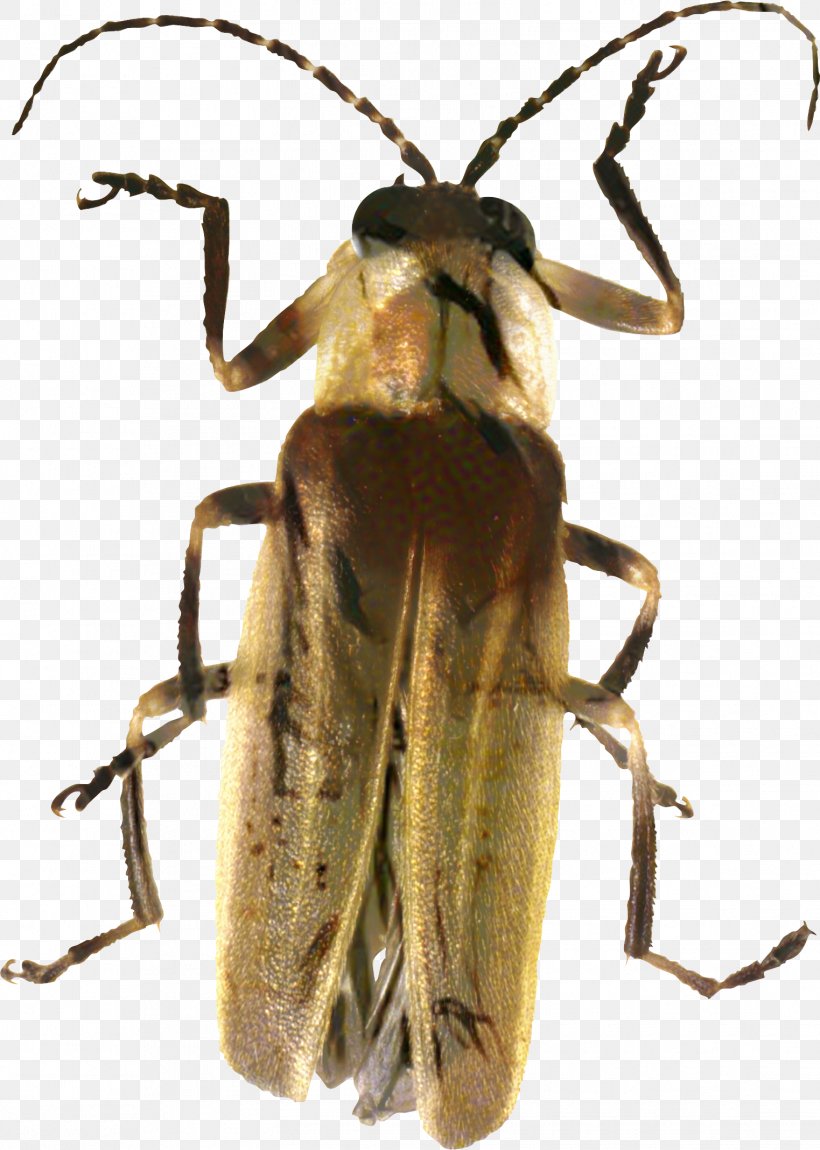 Firefly Insect, PNG, 1523x2137px, Firefly, Beetle, Blister Beetles, Drawing, Insect Download Free
