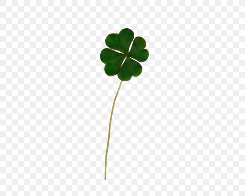 Four-leaf Clover Luck White Clover Drawing, PNG, 500x656px, Fourleaf Clover, Clover, Drawing, Flower, Flowering Plant Download Free