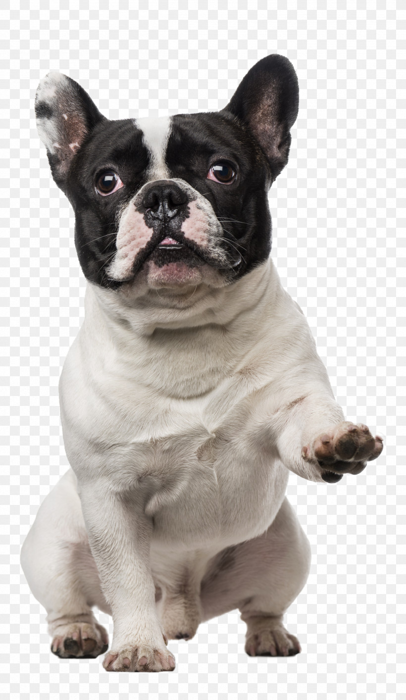 French Bulldog, PNG, 2513x4335px, French Bulldog, Beagle, Border Collie, Bulldog, Chihuahua Download Free