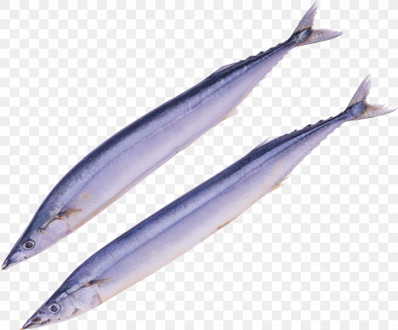 Pacific Saury Japanese Spanish Mackerel Seafood Autumn, PNG, 3200x2656px, Pacific Saury, Anchovy, Animal Source Foods, Atlantic Mackerel, Atlantic Spanish Mackerel Download Free