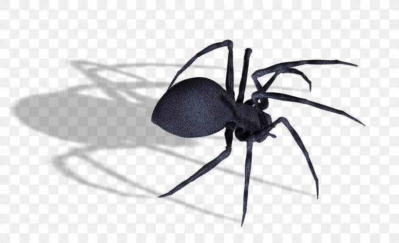 Southern Black Widow Spider Captain America, PNG, 1026x626px, Black Widow, Arachnid, Arthropod, Dots Per Inch, Eight Legs Download Free