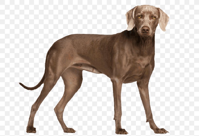 is a weimaraner a pointer