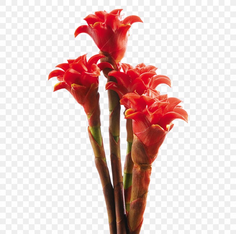 Canna Flowerpot Lobster-claws Orange Lily, PNG, 870x864px, Canna, Alpinia, Anthurium Andraeanum, Canna Family, Canna Lily Download Free