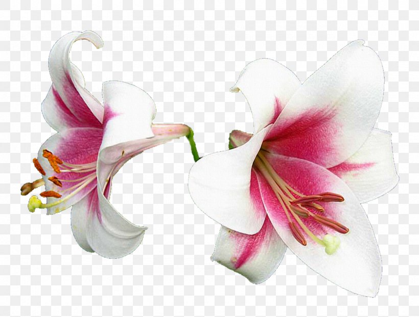 Flower Lilium Clip Art, PNG, 1280x971px, Flower, Amaryllis, Amaryllis Belladonna, Amaryllis Family, Cut Flowers Download Free