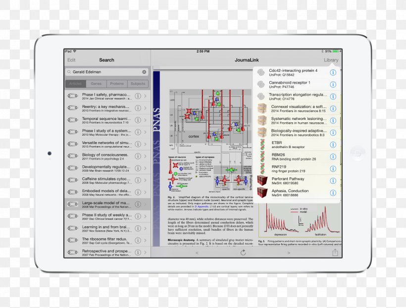 Multimedia Brand Thalamocortical Radiations Diagram Font, PNG, 1500x1138px, Multimedia, Brand, Diagram, Media, Text Download Free