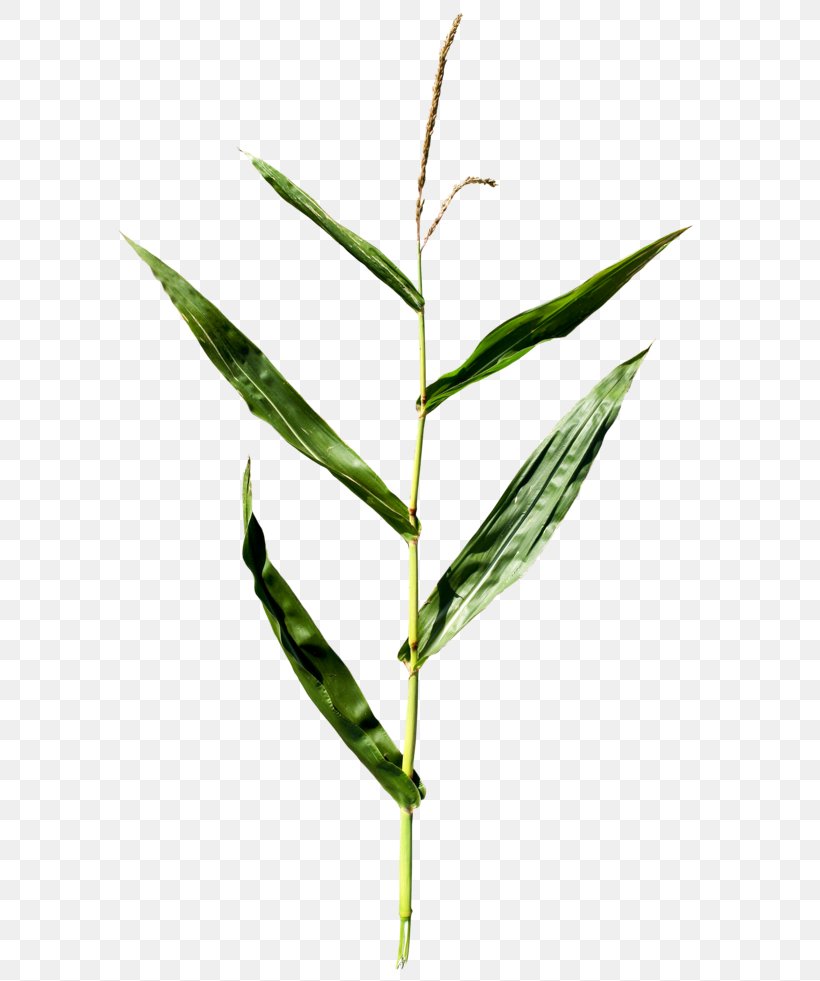 Maize Plant Leaf Clip Art, PNG, 600x981px, Maize, Bamboo, Commodity, Deviantart, Grass Download Free