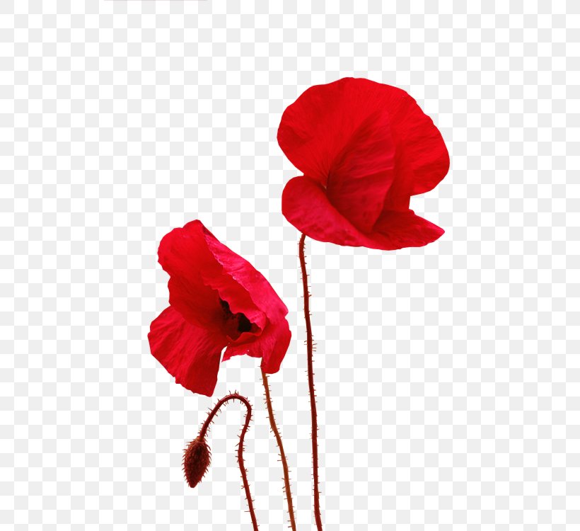 Common Poppy Painting Painter Clip Art, PNG, 525x750px, Common Poppy, Blog, Coquelicot, Flower, Flowering Plant Download Free