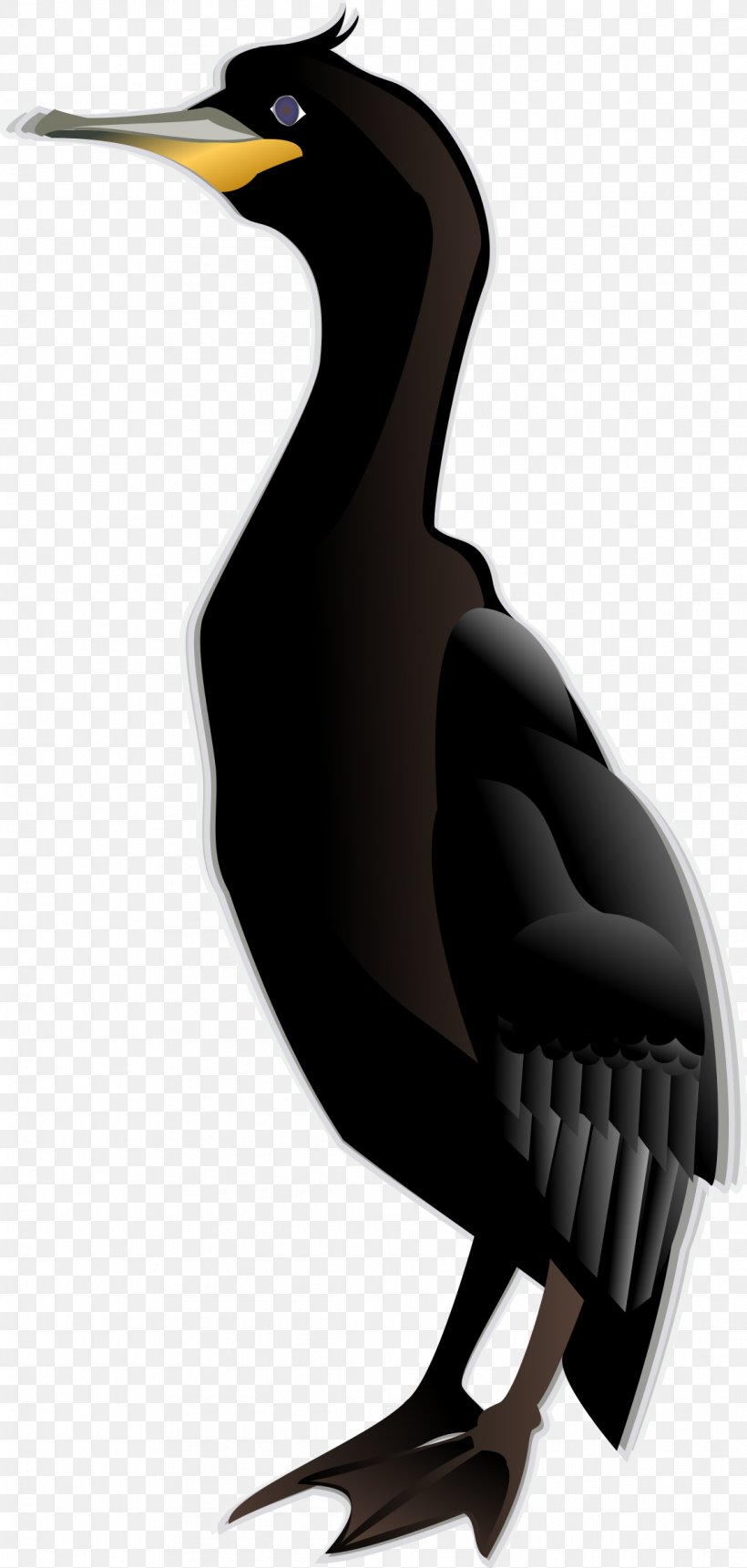 Cormorant Pelican Clip Art Bird Vector Graphics, PNG, 1143x2400px, Cormorant, Beak, Bird, Doublecrested Cormorant, Fauna Download Free