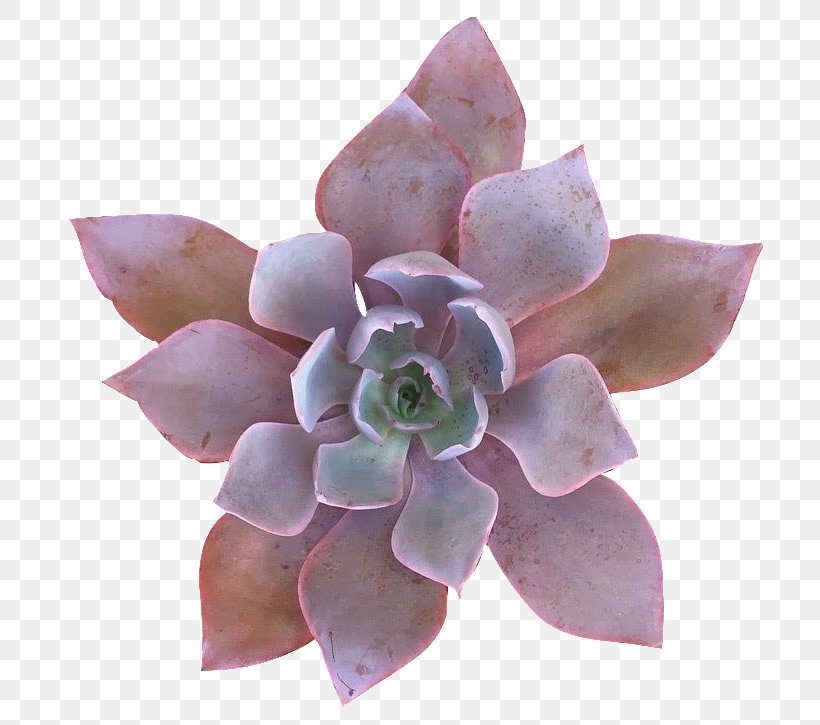 Echeveria Succulent Plant Greenhouse Pigmyweeds, PNG, 737x725px, Echeveria, Compton, Conservatory, Cut Flowers, Flower Download Free