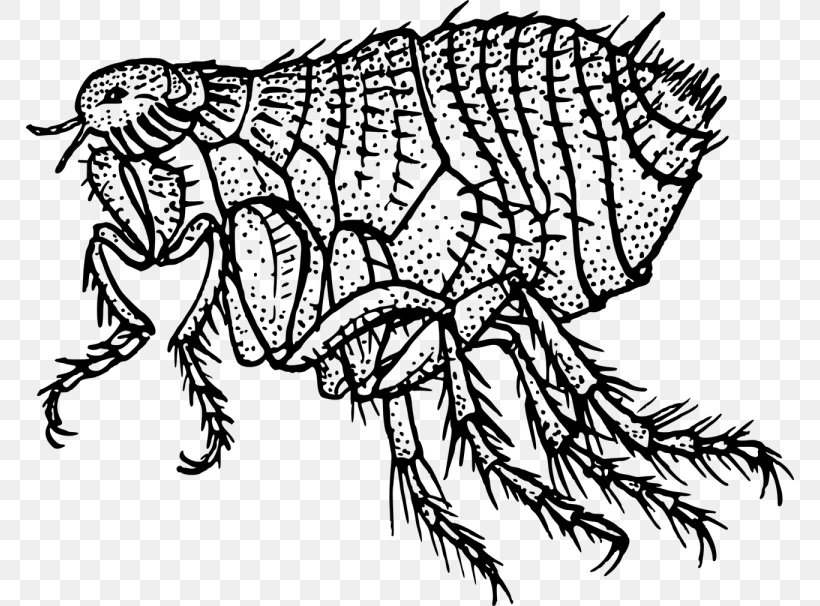 Flea Dog Black Death Insect Clip Art, PNG, 768x606px, Flea, Animal, Art, Artwork, Black And White Download Free