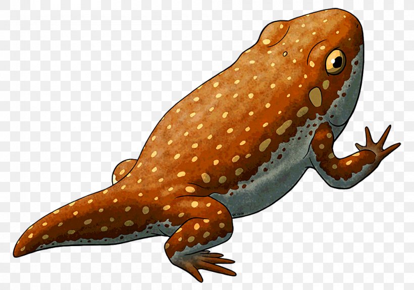 Reptile Salamander True Frog Temnospondyli Gerobatrachus, PNG, 1000x700px, Reptile, Amphibian, Animal, Fauna, Fish Download Free