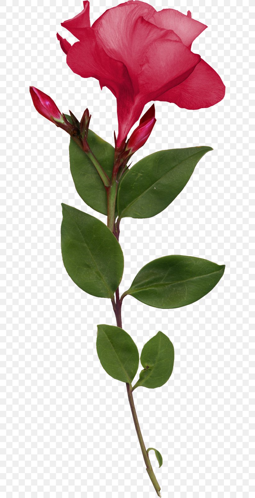 Rose Family Cut Flowers Plant Stem Bud Leaf, PNG, 630x1600px, Rose Family, Branch, Bud, Cut Flowers, Datas Comemorativas Download Free