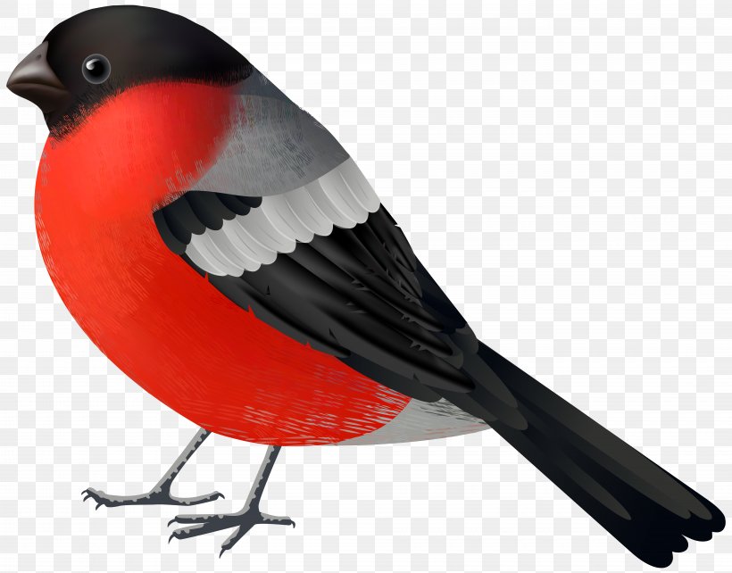Bird Northern Cardinal Clip Art, PNG, 8000x6273px, Bird, Beak, Bird Flight, Cardinal, Common Blackbird Download Free