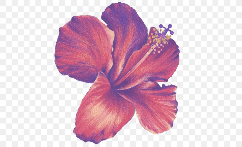 Flower Drawings Colored Pencil Sketch, PNG, 500x500px, Flower Drawings, Art, Art Museum, Cartoon, Color Download Free
