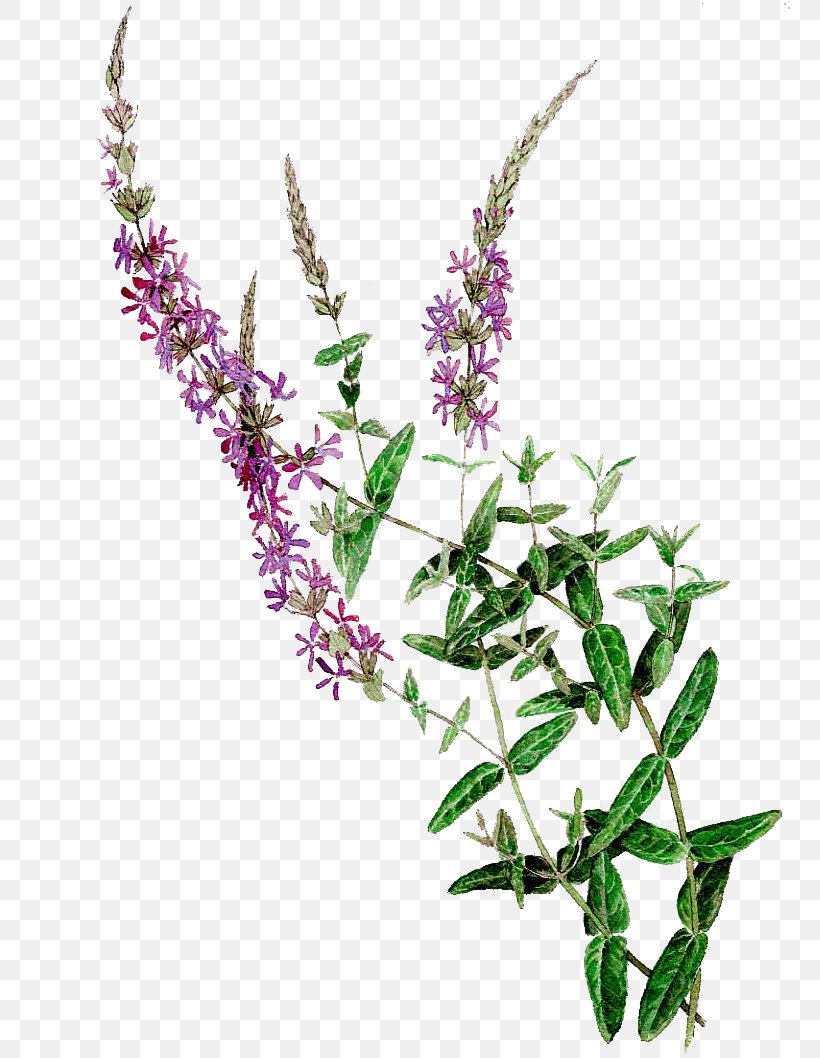 Painting Royalty-free Purple Loosestrife, PNG, 761x1058px, Painting, Art, Common Sage, Flower, Flowering Plant Download Free