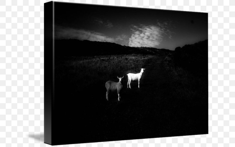 Picture Frames Photography Silhouette White, PNG, 650x513px, Picture Frames, Black, Black And White, Monochrome, Monochrome Photography Download Free