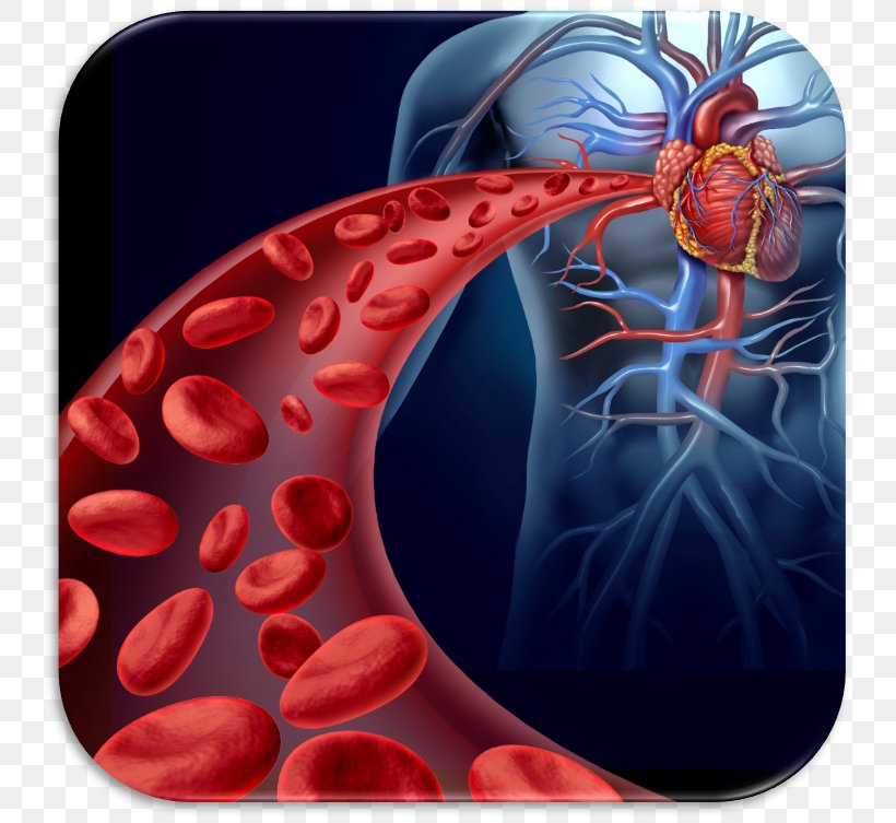 Red Blood Cell Thrombus Circulatory System Heart Stem Cell, PNG, 749x753px, Red Blood Cell, Artery, Blood, Blood Cell, Blood Vessel Download Free