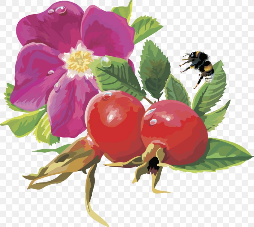 Rosa Majalis Frutti Di Bosco Rose Hip Flower Euclidean Vector, PNG, 1000x894px, Rosa Pimpinellifolia, Auglis, Berry, Blueberry, Flower Download Free