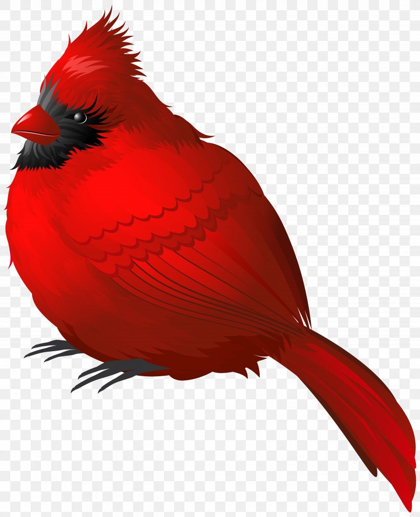 Songbird Northern Cardinal Winter Clip Art, PNG, 4925x6068px, Bird