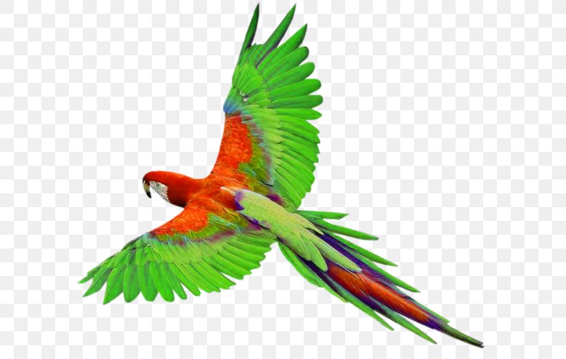 Parrot Bird Clip Art, PNG, 600x520px, Parrot, Beak, Bird, Common Pet Parakeet, Display Resolution Download Free
