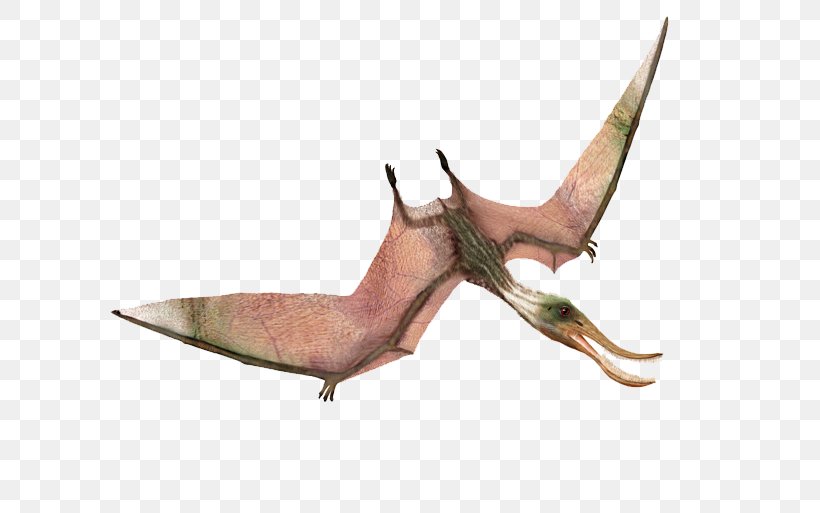 Pterodaustro Quetzalcoatlus Rhamphorhynchus Ornithocheirus Dinosaur, PNG, 617x513px, Pterodaustro, Dinobots, Dinosaur, Fauna, Orbit Download Free