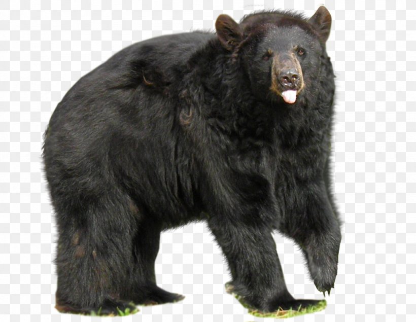 American Black Bear No Bears Big Black Bear, PNG, 1024x794px, Watercolor, Cartoon, Flower, Frame, Heart Download Free