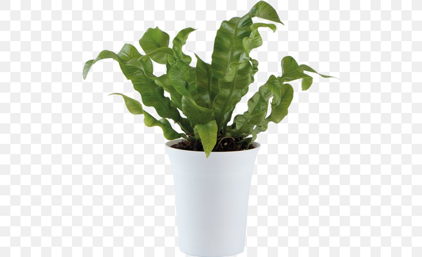 Ornamental Plant Flowerpot Leaf Houseplant, PNG, 500x500px, Ornamental Plant, Bonsai, Flowerpot, Herb, Houseplant Download Free